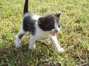 images/kot.jpgcd55b.jpg