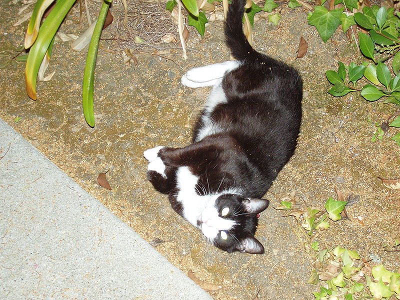 images/kot3.JPG84351.JPG