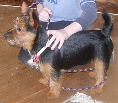 images/terrier.jpgded37.jpg